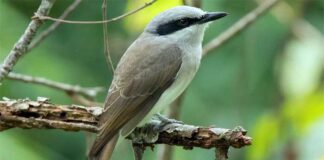 বড় বনলাটোরা | Large Woodshrike | Tephrodornis gularis Large-Woodshrike