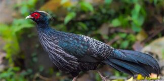 কালি ময়ূর | Kalij pheasant | Lophura leucomelanos Kalij-pheasant