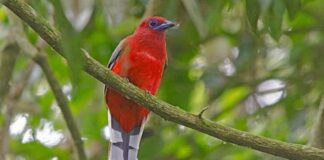 লালশির ট্রগোন | Red headed Trogon |Harpactes erythrocephalus Red-headed-Trogon