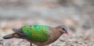 সবুজ ঘুঘু | Asian Emerald Dove | Chalcophaps indica indica Asian-Emerald-Dove