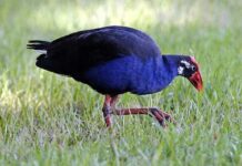 কালিম পাখি | Purple Swamphen | Porphyrio porphyrio Purple-Swamphen