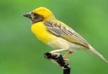 বাবুই পাখি | Baya weaver | Ploceus philippinus Baya-weaver