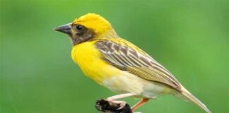বাবুই পাখি | Baya weaver | Ploceus philippinus Baya-weaver