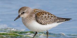 বামন চাপাখি | Little Stint | Calidris minuta Little-Stint