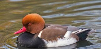 রাঙ্গামুড়ি | Red crested pochard | Rhodonessa rufina Red-crested-pochard