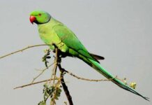 সবুজ টিয়া | Rose ringed parakeet | Psittacula krameri Rose ringed parakeet
