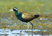 জলপিপি | Bronze Winged Jacana | Metopidius indicus Bronze-Winged-Jacana