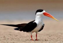দেশি গাঙচষা | Indian Skimmer | Rynchops albicollis Indian-Skimmer