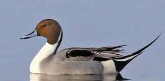 উত্তুরে ল্যাঞ্জাহাঁস | Northern Pintail | Anas acuta Northern-Pintail