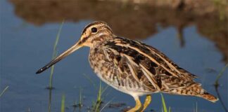 পাতি চ্যাগা | Common snipe | Gallinago gallinago Common-snipe