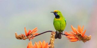 সোনা কপালি হরবোলা | Golden fronted leafbird | Chloropsis aurifrons Golden-fronted-leafbird
