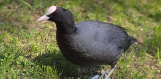কালো কুক্কুট | Black coot | Fulica atra Black-coot