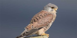 পাতি শিকারি বাজ | Common Kestrel | Falco tinnunculus Common-Kestrel