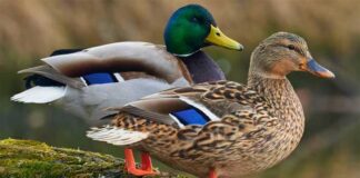 নীলশির হাঁস | Mallard | Anas platyrhynchos Mallard