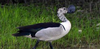 নাকতা হাঁস | Knob billed duck | Sarkidiornis melanotos Knob-billed-duck