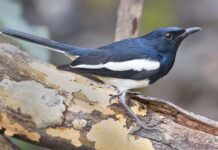 দোয়েল | Oriental magpie robin | Copsychus saularis Oriental-magpie-robin