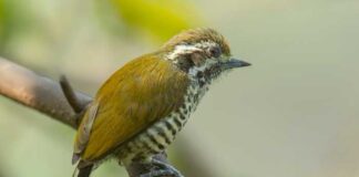 ক্ষুদে কাঠঠোকরা | Speckled Piculet | Picumnus innominatus Speckled-Piculet