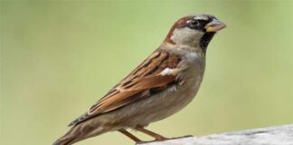 চড়ই পাখি | House sparrow | Passer domesticus House-sparrow