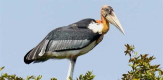 বড় মদনটাক | Greater Adjutant | Leptoptilos dubius Greater-Adjutant