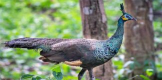 সবুজ ময়ূর | Green Peafowl | Pavo muticus Green-Peafowl