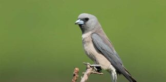 ধূসর আবাবিল | Ashy woodswallow | Artamus fuscus Ashy-woodswallow