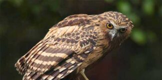 হলদেবাদামি ভূতম প্যাঁচা | Buffy Fish Owl | Ketupa ketupu Buffy-Fish-Owl
