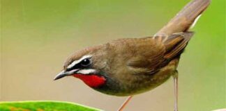 সাইবেরীয় চুনিকণ্ঠী | Siberian Ruby throat | Luscinia calliope Siberian-Ruby-throat