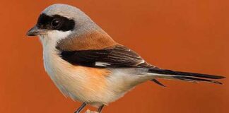 তামাপিঠ লাটোরা | Idea Bay backed shrike | Lanius vittatus IdeanBay backed shrike