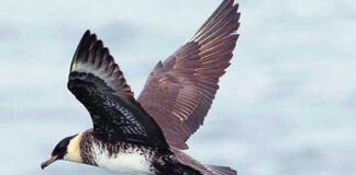 বাদামি জলদস্যু পাখি | Pomarine Skua | Stercorarius pomarinus Pomarine-Skua