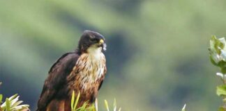 লালপেট ঈগল | Rufous bellied Eagle | Hieraaetus kienerii Rufous-bellied-Eagle