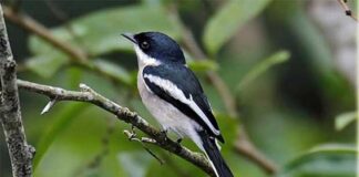 সাদা কালো লাটোরা | Bar winged flycatcher shrike | Hemipus picatus Bar-winged-flycatcher-shrik