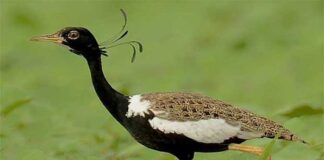 পাতি ডাহর | Lesser florican | Sypheotides indica Lesser florican