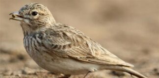 বালি ভরত | Sand lark | Calandrella raytal Sand-lark