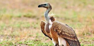 লম্বা ঠোঁটি শকুন | Slender billed Vulture |Gyps tenuirostris Slender-billed-Vulture