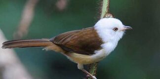 সাদামাথা সাতভায়লা | White hooded Babbler | Gampsorhynchus rufulus White-hooded-Babbler
