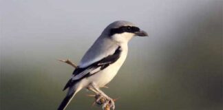 ধূসর কসাই | Southern Grey Shrike | Lanius meridionalis Southern-Grey-Shrike