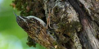 দাগিলেজ গাছআঁচড়া । Bar tailed Treecreeper । Certhia himalayana Bar-tailed-Treecreeper