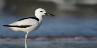কাঁকড়াভোজী বাটান । Crab Plover । Dromas ardeola Crab Plover
