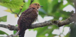 ছোট পাপিয়া | Lesser Cuckoo | Cuculus poliocephalus Lesser-Cuckoo