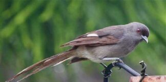লম্বালেজি সিবিয়া | Long tailed Sibia | Heterophasia picaoides Long-tailed-Sibia