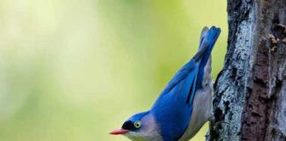 নীলাভ কীটকুড়ানি । Velvet fronted Nuthatch । Sitta frontalis নীলাভ কীটকুড়ানি