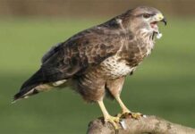 বাজপাখি | Common Buzzard | Buteo buteo বাজপাখি