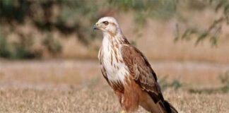 লম্বাপা বাজপাখি । Long legged Buzzard । Buteo rufinus Long-legged-Buzzard