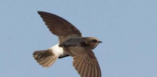 গৃহবাসী বাতাসি | Little Swift | Apus affinis Little Swift