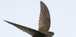 চেরালেজ বাতাসি | Fork Tailed Swift | Apus pacificus Fork-Tailed-Swift