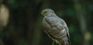 বেসরা বাজ | Besra Sparrow Hawak | Accipiter virgatus Besra-Sparrow-Hawak