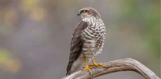 ছোট তুর্কী বাজ | Eurasian Sparrowhawk | Accipiter nisus Eurasian-Sparrowhawk