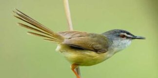 হলদেপেট প্রিনা | Yellow bellied Prinia | Prinia flaviventris Yellow-bellied-Prinia