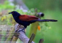 বড় কানকুয়া | Greater Coucal | Centropus Sinensis Greater-Coucal