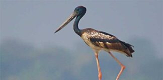 কালাগলা মানিকজোড় | Black necked Stork | Ephippiorhychus asiaticus Black-Necked-Stork